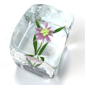 Pink Daisy Experimental Cube by Paul Stankard